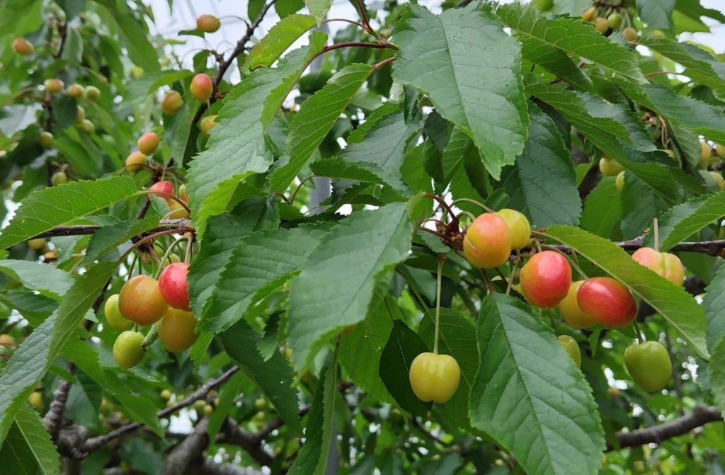 サクランボ狩り・じゃが芋掘りイベントがJA南アルプス市広報に掲載されました。 https://www.ja-minami-alps-city.or.jp/wp/topics/15108/