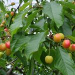 サクランボ狩り・じゃが芋掘りイベントがJA南アルプス市広報に掲載されました。 https://www.ja-minami-alps-city.or.jp/wp/topics/15108/