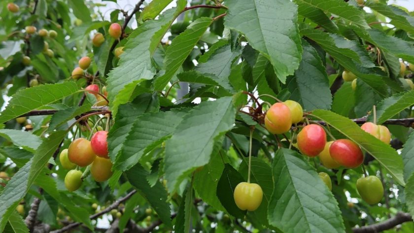 サクランボ狩り・じゃが芋掘りイベントがJA南アルプス市広報に掲載されました。 https://www.ja-minami-alps-city.or.jp/wp/topics/15108/